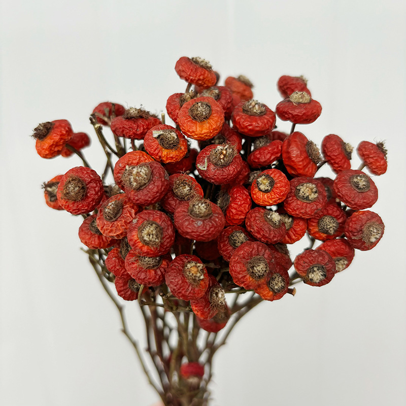 Dried Flower Bunch - 10 pièces/lot de baies de cynorrhodon