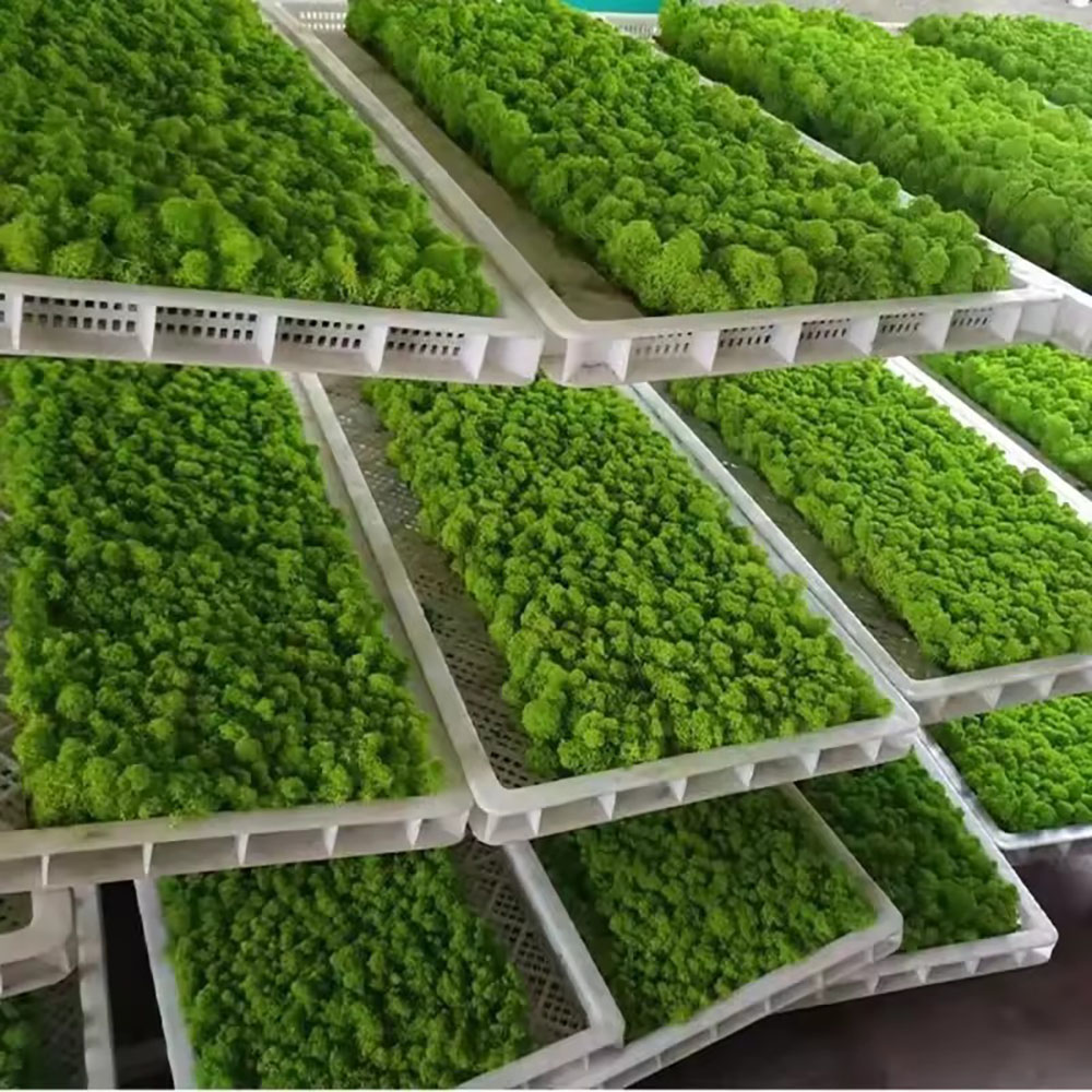 Preserved Moss Sheet - Mousse artificielle Lu Rui de 200/500g