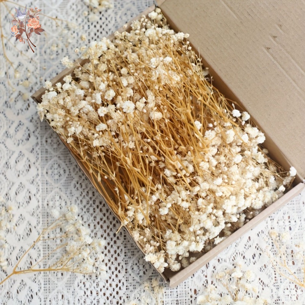 Dried Flower Bunch - 100 mini-fleurs séchées de gypsophile pour