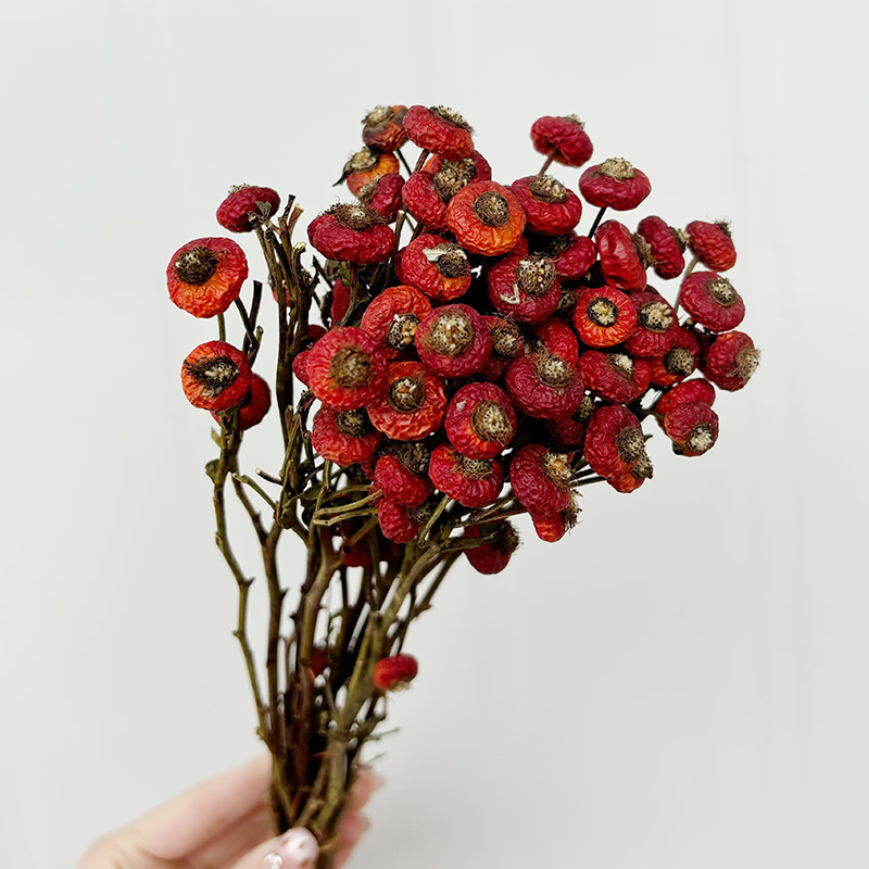 10 pièces/lot de baies de cyno - Dried Flower Bunch avis et prix