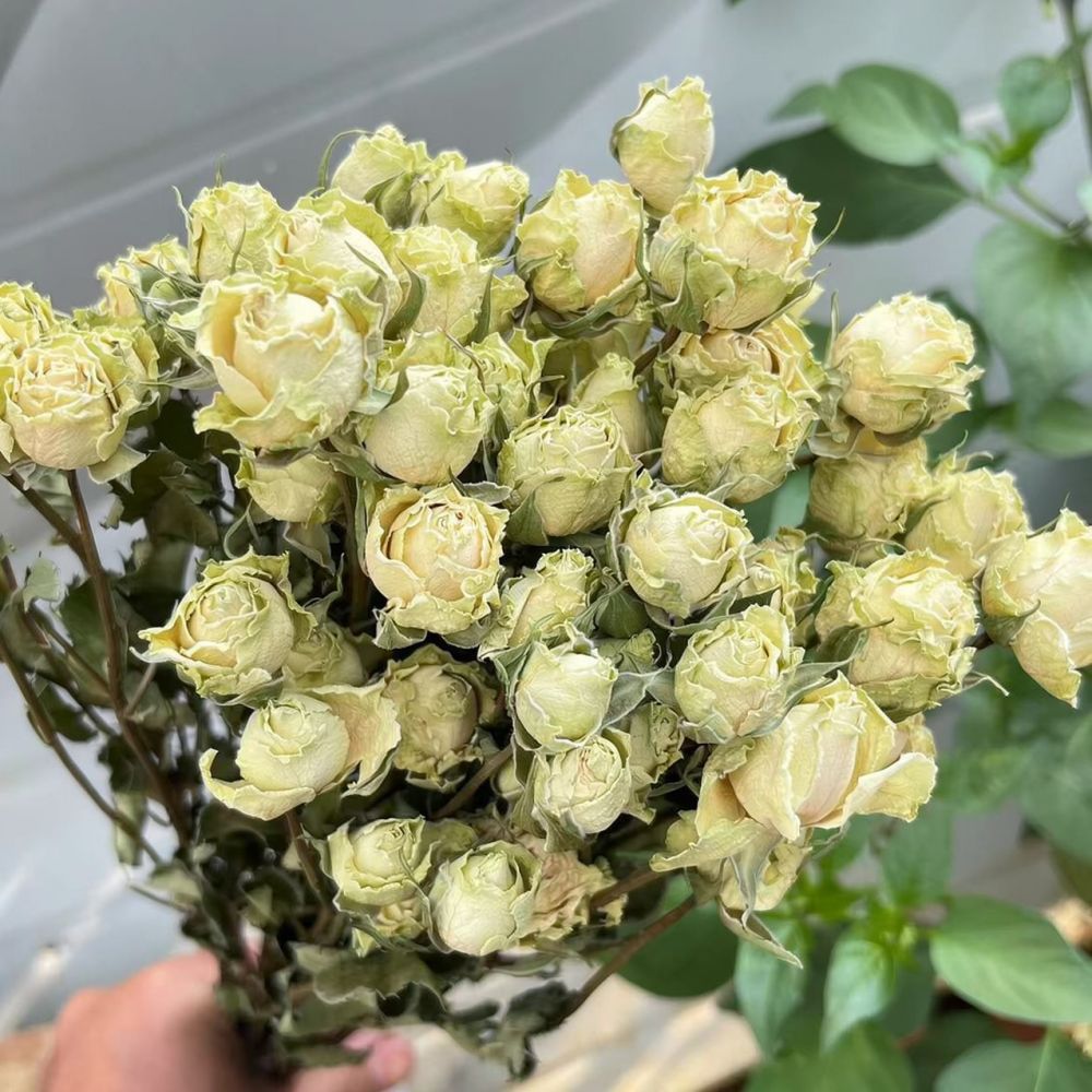 Vrais roses séchées, bouquet d - Dried Flower Bunch avis et prix