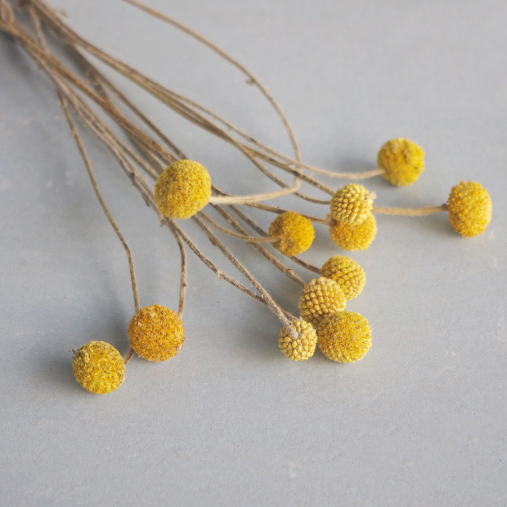 Bouquets de fleurs Craspedia s - Dried Flower Bunch avis et prix